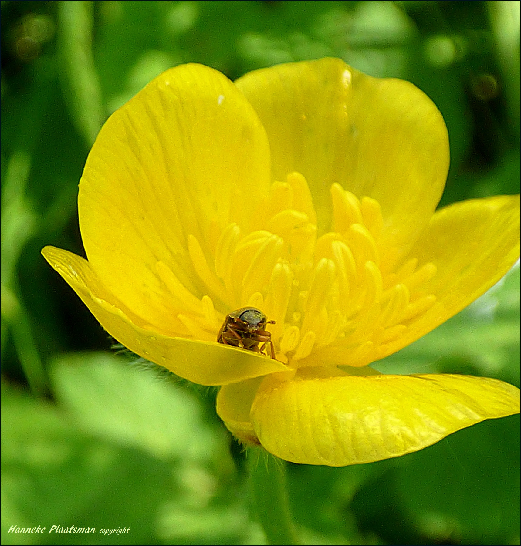 Hoewel hij in de boterbloem zit. 2